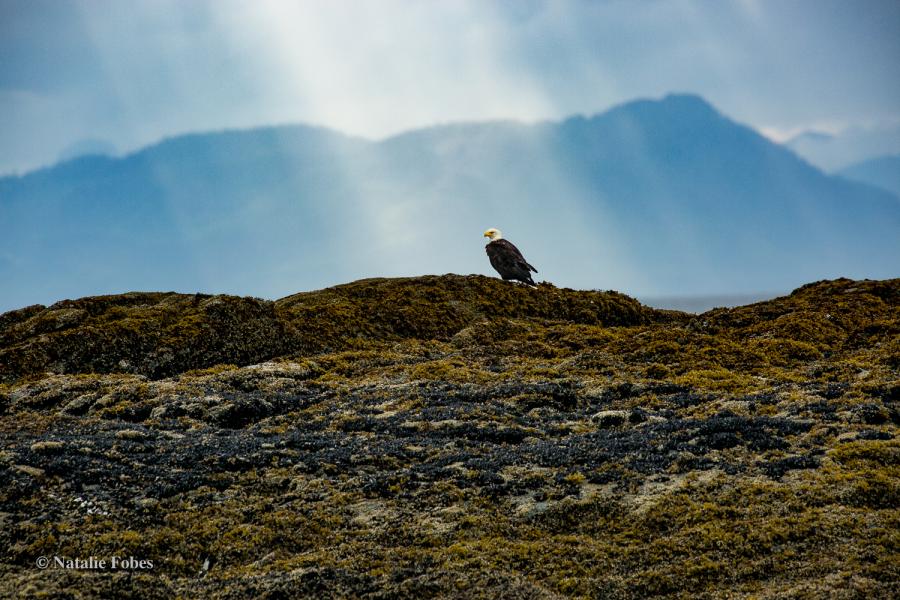 Bald eagle perched on a rocky, moss‑covered shoreline with distant mountains and sun rays breaking through clouds in the background.