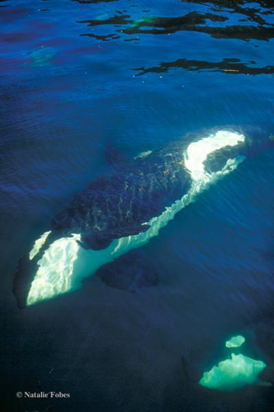 Underwater view of an orca swimming just below the surface, with light reflecting off its white markings in the deep blue water.