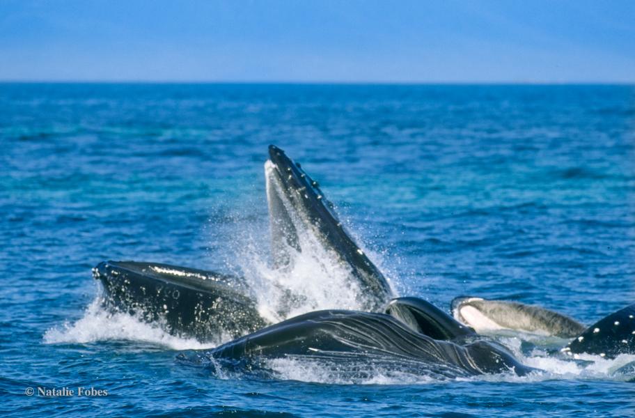 Several whales breaking the surface of the ocean with their mouths open in a coordinated feeding behavior, creating splashes against a backdrop of open water and distant blue mountains.