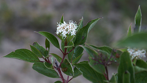 A close-up of a plant stem with green leaves and a small cluster of white flowers, shown against a blurred natural background.