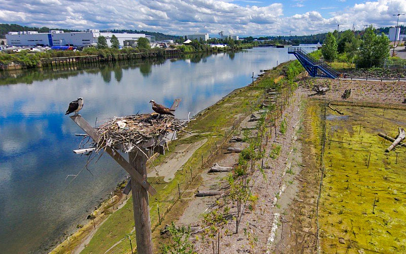 A large osprey nest sits on a wooden platform beside a river, with two ospreys perched at the edge of the nest. The riverbank below shows a restored shoreline area with young plants, logs, and erosion‑control features. Industrial buildings line the opposite bank, and a blue metal staircase leads down toward the water under a partly cloudy sky.