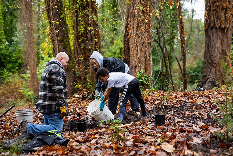 People work together to plant and water small plants in a forested area covered with leaves.
