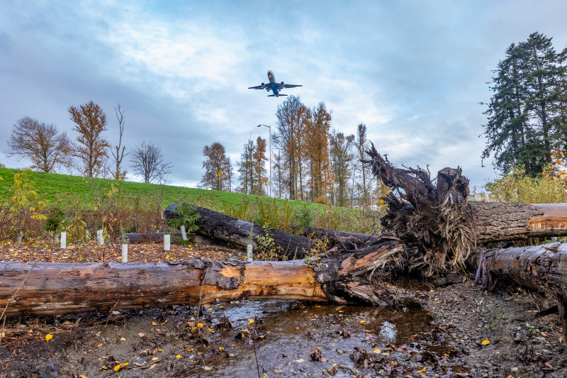 Logs used for the stream mitigation and salmon habitat restoration on Miller Creek