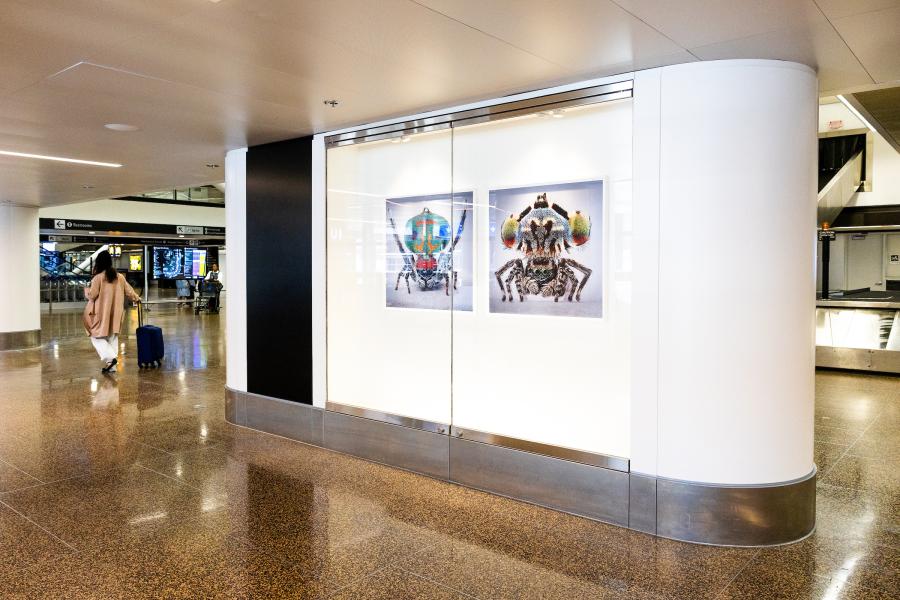 A large wall display across from bag claim 8 showing two bright, detailed prints of stylized spiders inside a glass case in an airport hallway.