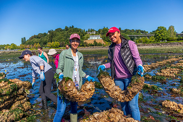 People standing and working on a rocky shoreline, holding large mesh bags covered with marine growth, with more workers and a tree‑lined hill in the background.