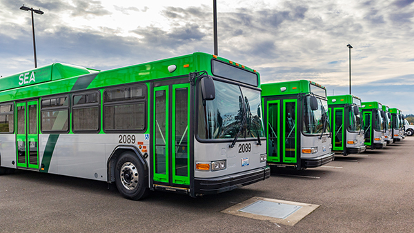 A row of green‑and‑white buses is parked in a lot under a cloudy sky.