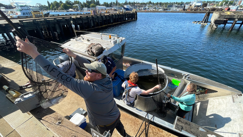 eople working from a dock and a small boat to transfer fish using large nets.