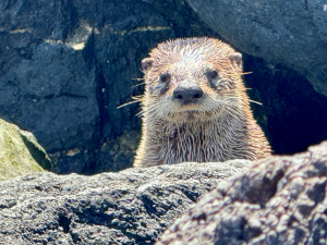 A sea otter peers over a rock.