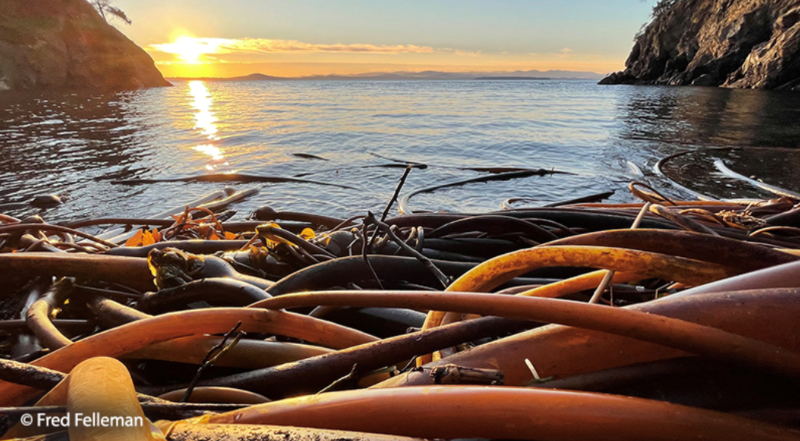 Kelp on the ocean shore.