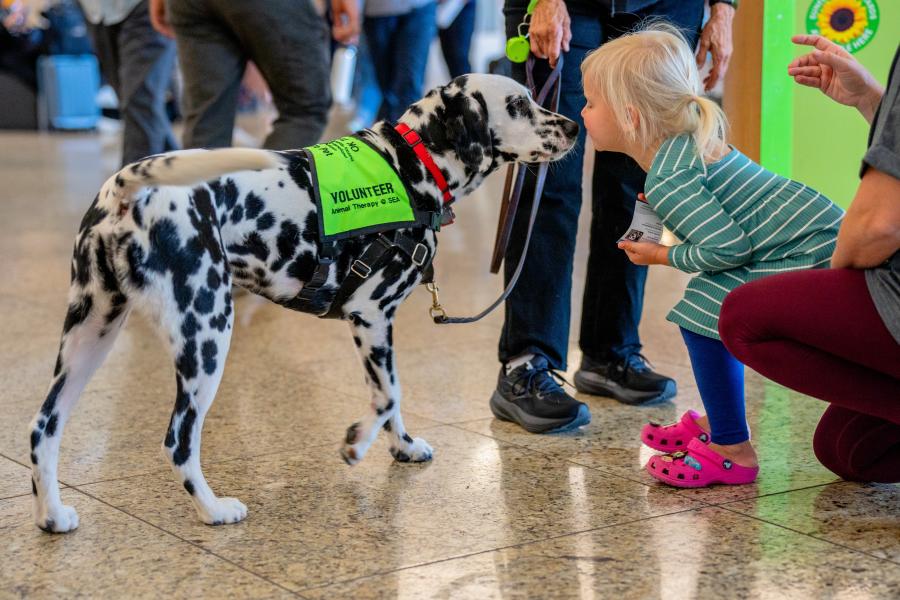 SEA Pup volunteering in central terminal and interacting with a child. 