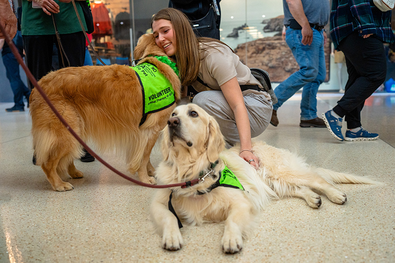 Two therapy dogs wearing green volunteer vests interact with a person in a busy indoor public space.