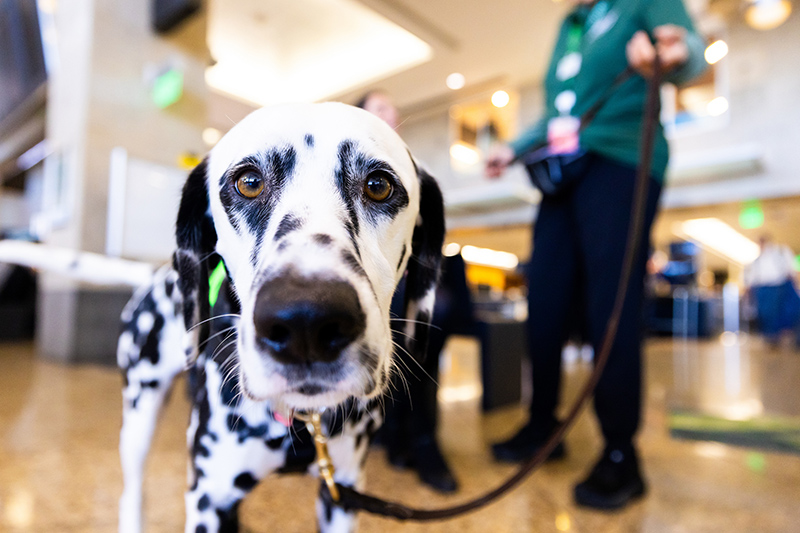 Spotted therapy dog wearing a bright green vest labeled ‘Volunteer’ stands in a busy indoor public space, facing the camera with the leash held by a person in a green uniform behind the dog.