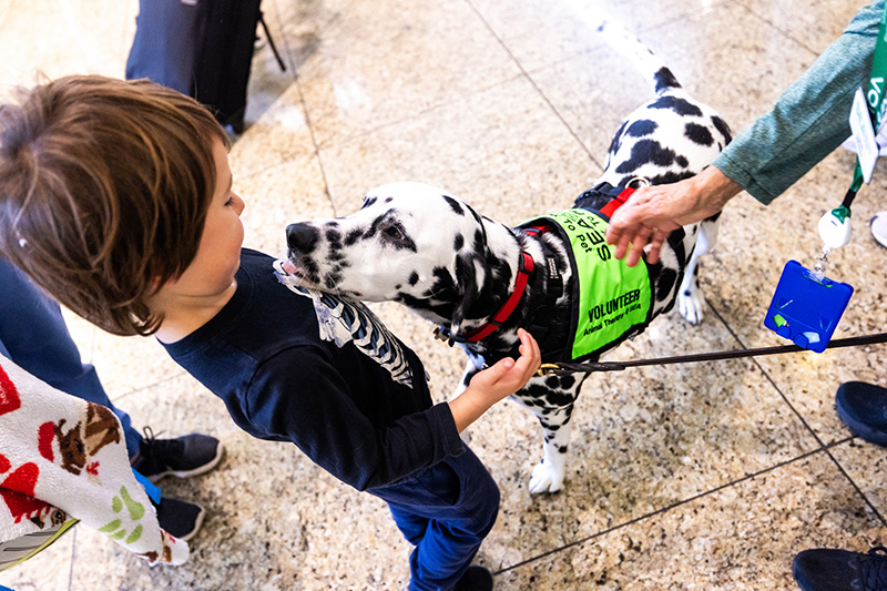 A spotted therapy dog wearing a bright green vest labeled ‘Volunteer’ stands in a public indoor space while a child reaches toward the dog as the dog leans forward toward the child. A person nearby holds the dog’s leash and gently steadies the dog.