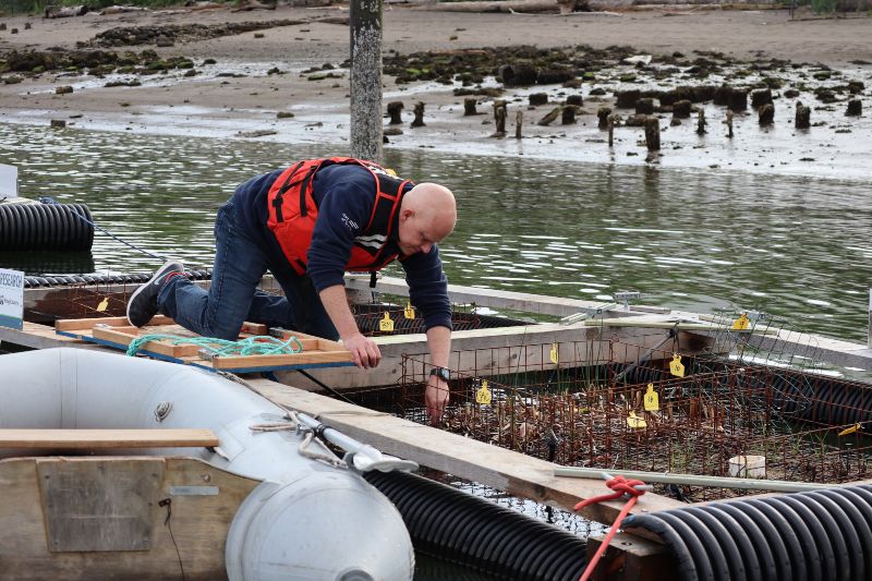 Photo of Port of Seattle staff leaning into a floating wetland.