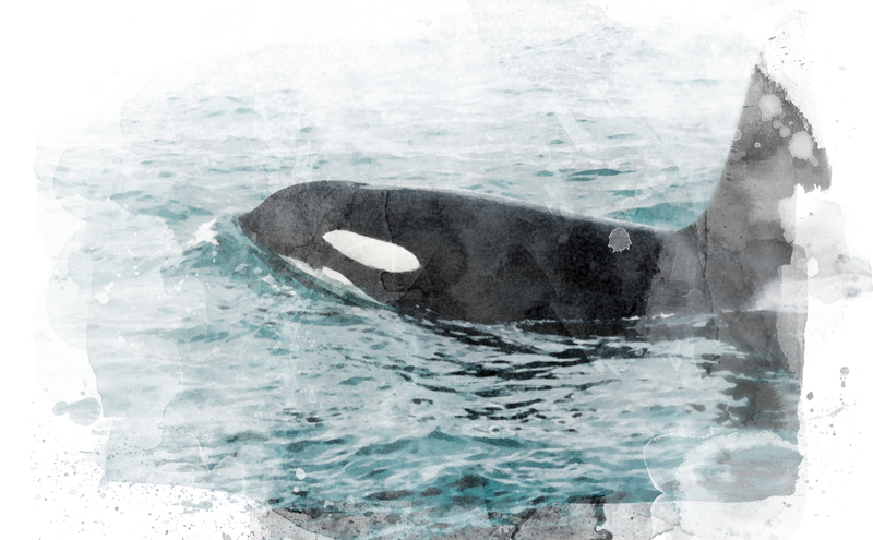 Orca whale.
