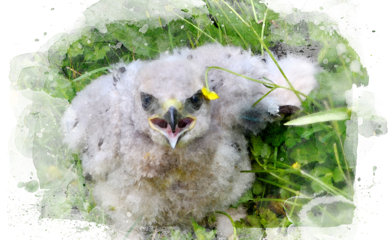 Baby bird in the nest.
