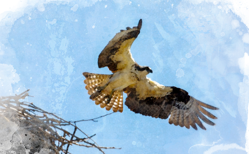 Raptor flying out of a nest.