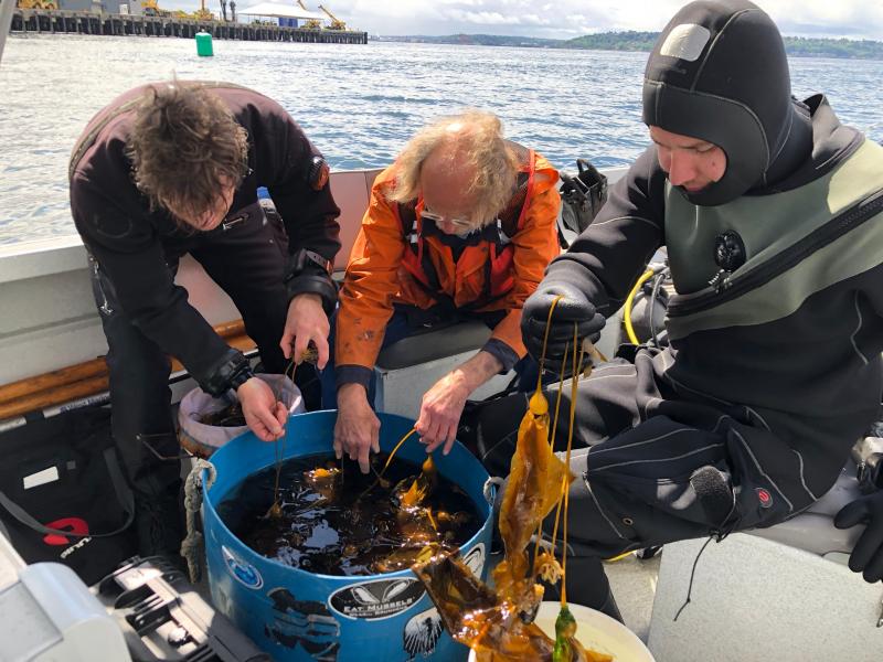 Scientists look at kelp in a boat. 