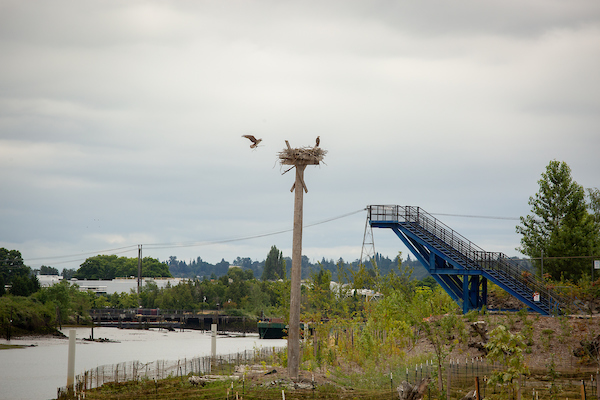 A tall pole with a large bird nest stands near a riverbank, with one bird perched on the nest and another flying nearby; a blue metal staircase rises on a hill in the background.