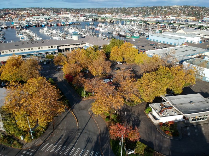 Urban trees near Fishermen's Terminal.