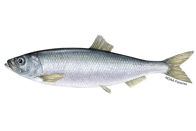 An illustration of a Pacific herring shows a slender, silver‑colored fish with a forked tail, small fins, and visible scales, labeled as a NOAA Fisheries image.