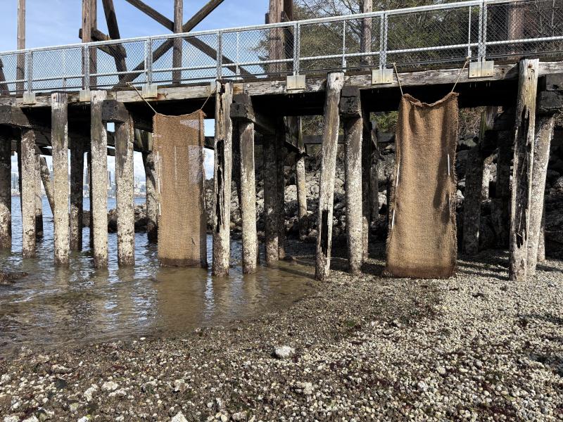 A wooden pier stands over a rocky shoreline, with several hanging burlap sheets suspended between weathered support pilings above shallow water.