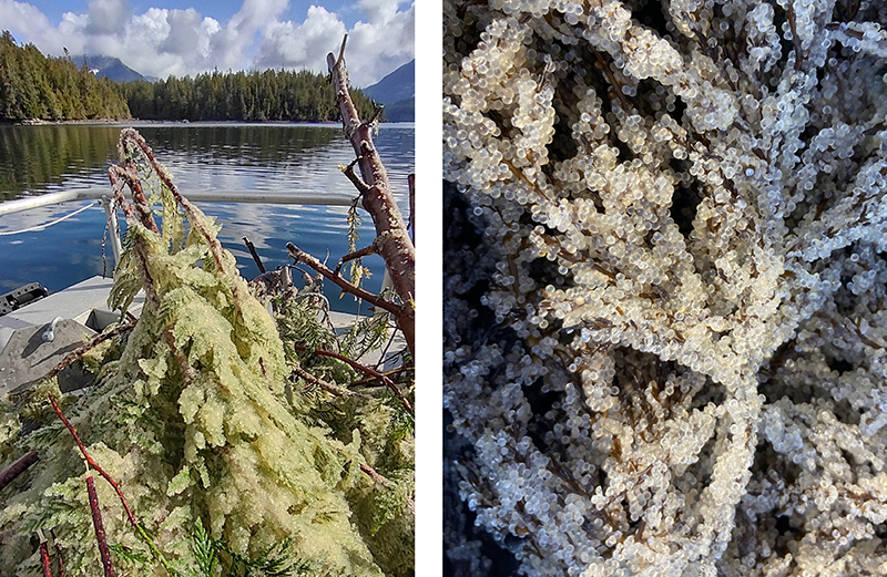 Two side‑by‑side images show evergreen branches covered in herring eggs. The left image displays egg‑coated boughs on a boat near calm coastal water and forested shoreline. The right image is a close-up view of densely clustered herring eggs on evergreen needles.