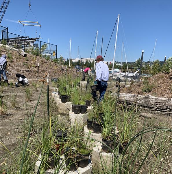 People working outdoors with potted grasses on a sloped, dry landscape near a marina with sailboat masts in the background.