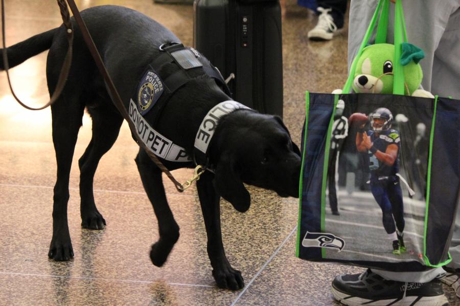 Canine police officer inspecting luggage.