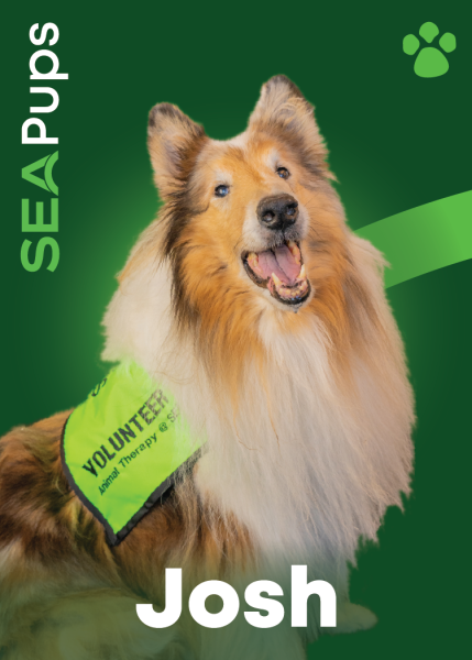 Josh the Collie digital card PDF.