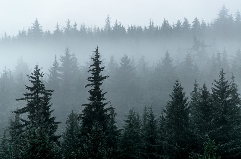 A dense evergreen forest rises in layers, with tall conifer trees fading into thick mist that blankets the upper canopy.