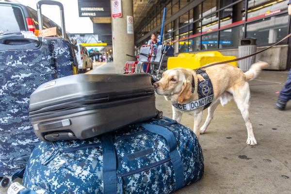 Port of Seattle Canine with Luggage.