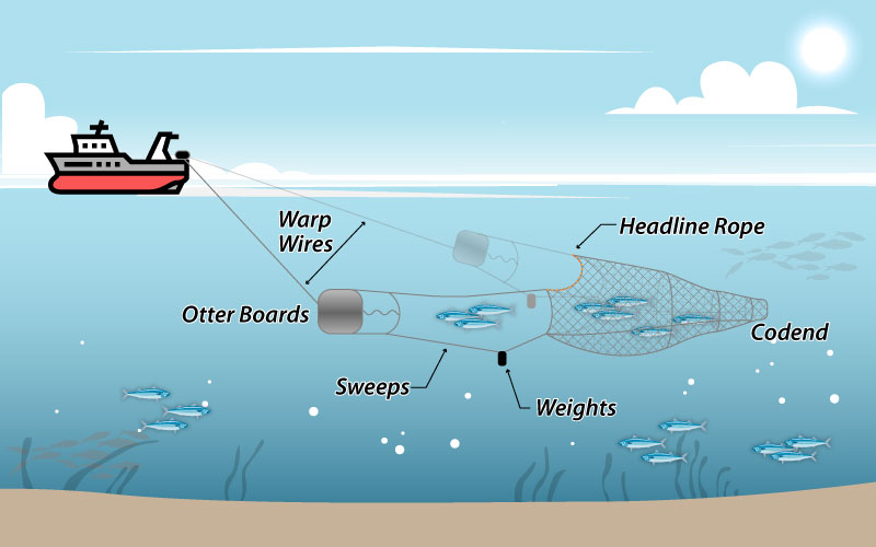 Diagram of a fishing trawler towing an otter trawl net underwater. Labeled parts include warp wires connecting the boat to two otter boards that hold the net open, sweeps leading to the mouth of the net, a headline rope forming the top edge, and weights along the bottom. Fish are shown being guided into the narrowing codend of the net.