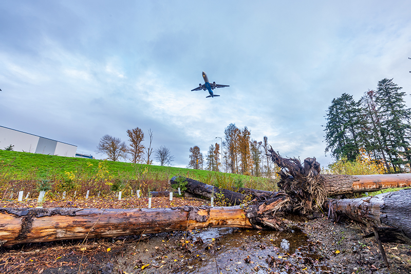 An airplane flies overhead above Port property near SEA Airport, with a grassy hillside, young planted vegetation, and large fallen tree trunks visible in the foreground.