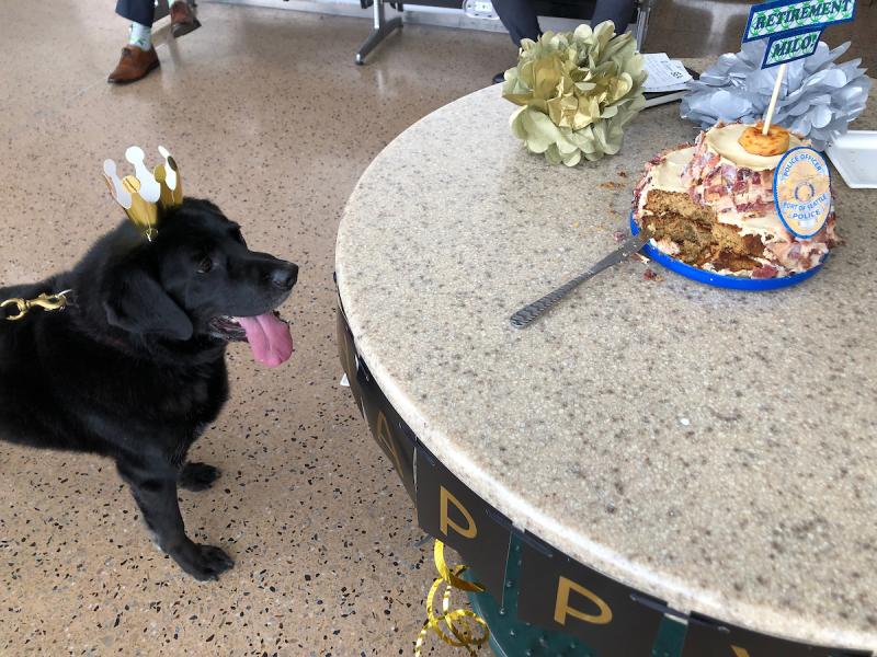 Canine officer Milo stares at the bacon cake.