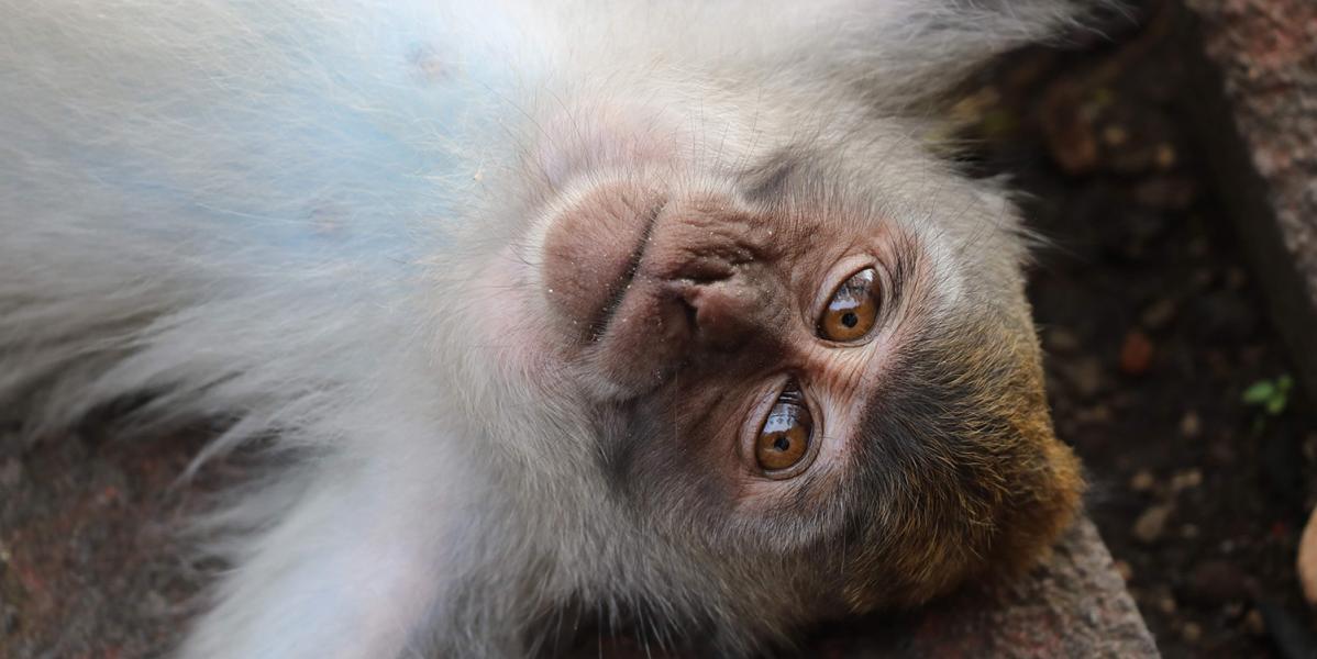 Close-up image of part of a small monkey’s body lying on a rough, rocky surface, showing light-colored fur and one visible limb.