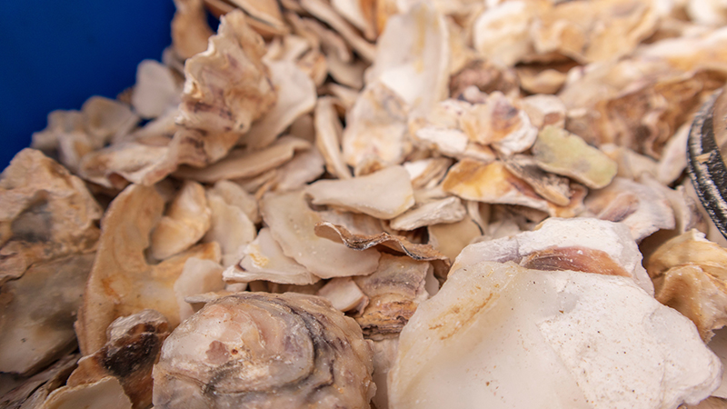 Close-up view of loose oyster shells packed together inside an oyster barrel filter created by the Port of Seattle.