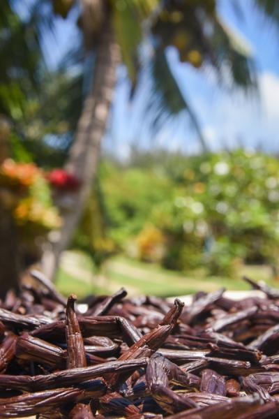 Dark brown pods drying in the sun with a blurred tropical background of palm trees and greenery.