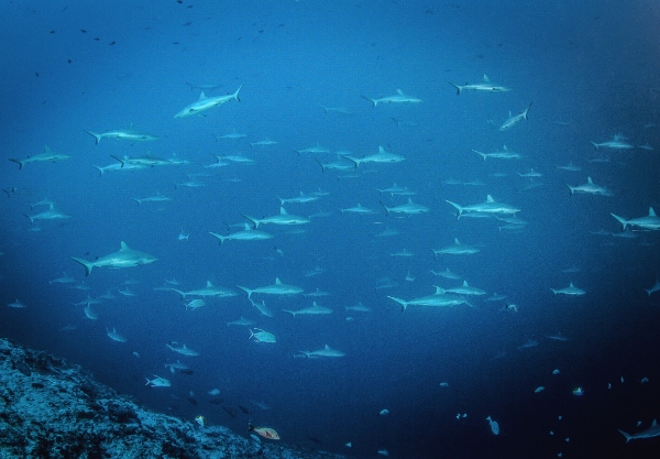 A large school of sharks swims through deep blue water above a sloping ocean floor.