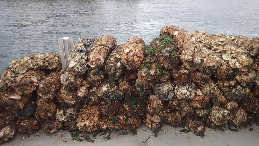 Oysters.