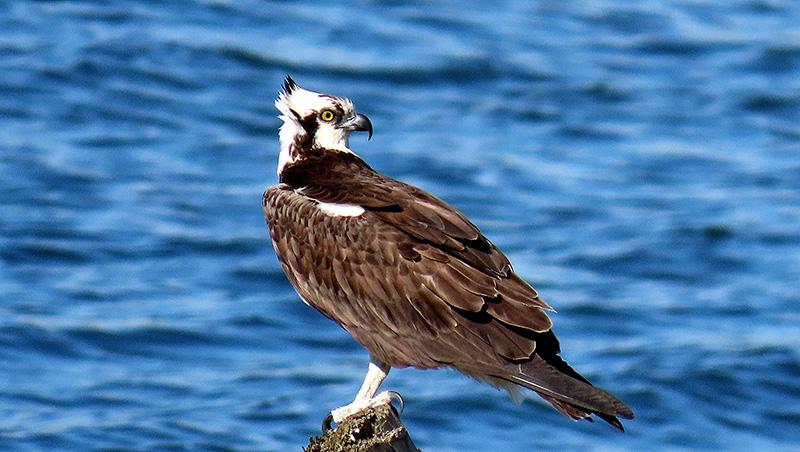 Osprey perched on a post above blue water.
