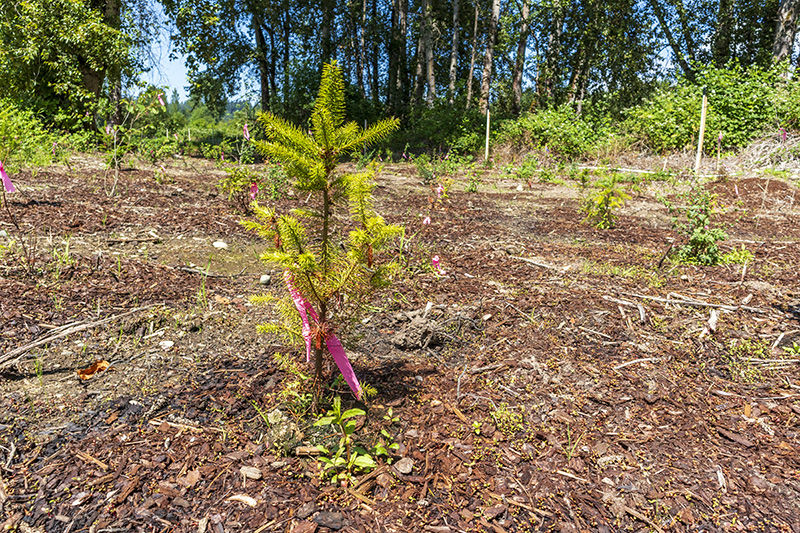 Small newly planted tree marked with a pink tag in a mulched clearing near a forest.