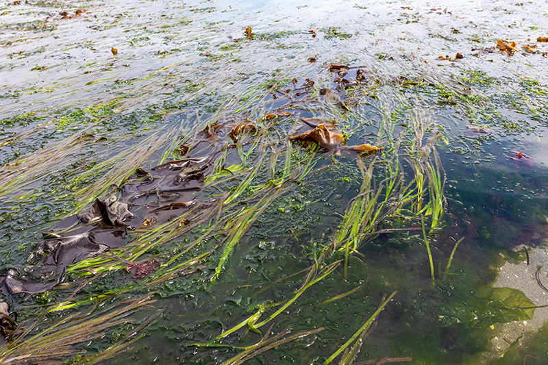 Seaweed and eelgrass floating in shallow coastal water.