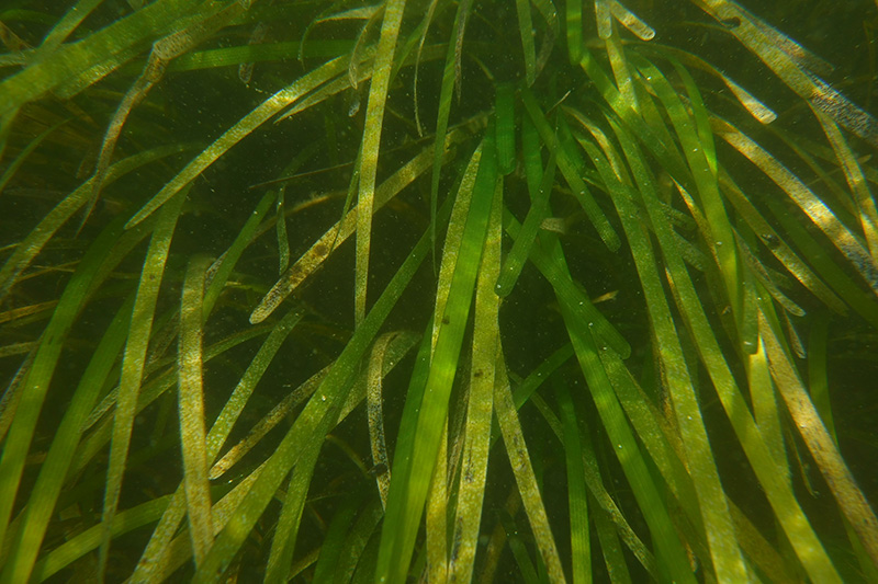 Close-up underwater view of eelgrass blades.