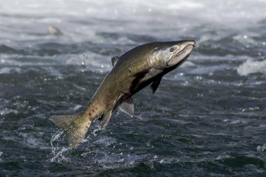 Chinook salmon leaping out of the water.”