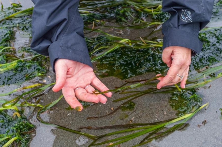 Two hands gently hold narrow blades of eelgrass lying in shallow water on a sandy shoreline.