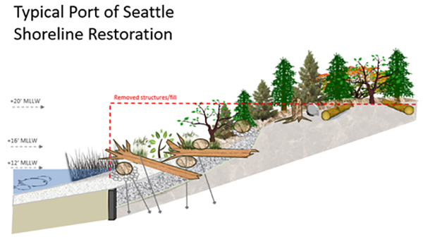 A diagram titled “Typical Port of Seattle Shoreline Restoration” showing a sloped shoreline with removed fill indicated by a dashed red line, added logs and boulders for habitat, native plants and trees on the upper slope, and water levels marked at +20, +16, and +12 MLLW.
