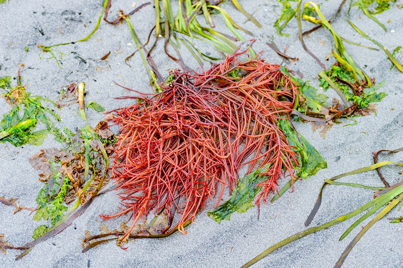 A cluster of red algae lying on wet sand, surrounded by scattered green and brown seaweed.