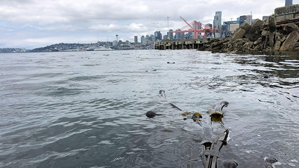 A waterfront view showing calm water with floating seaweed in the foreground, rocky shoreline and pier structures on the right, and a city skyline with cranes and tall buildings in the distance under a cloudy sky.