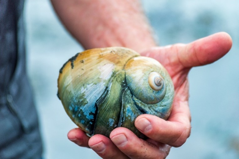 A close-up view of a large moon snail shell being held in a person’s hand.